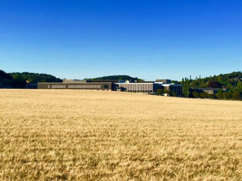 Inderøy videregående skole. Gul kornåker foran og blå, skyfri himmel.